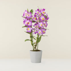 orchidée-bambou-mauve_1