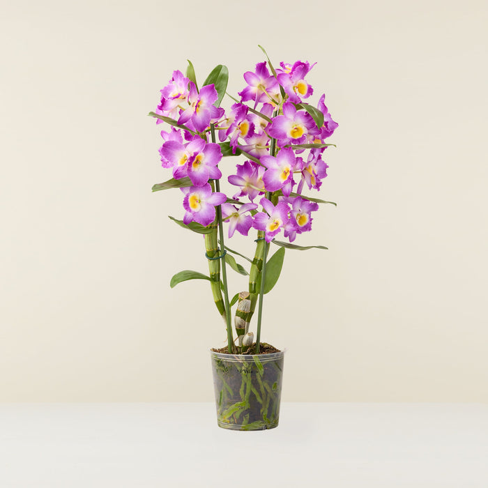Dendrobium Nobilé (Orchidée bambou) Mauve