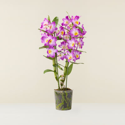 orchidée-bambou-mauve_NP