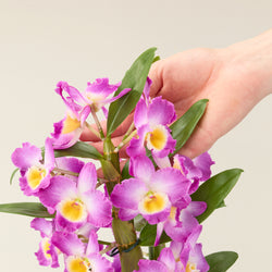 orchidée-bambou-mauve_5