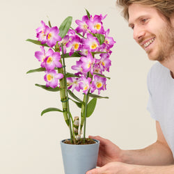 orchidée-bambou-mauve_4