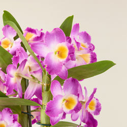orchidée-bambou-mauve_1