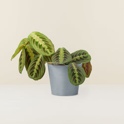 maranta-leuconeura-calathea_1