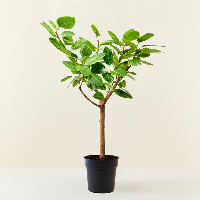Ficus altissima XL