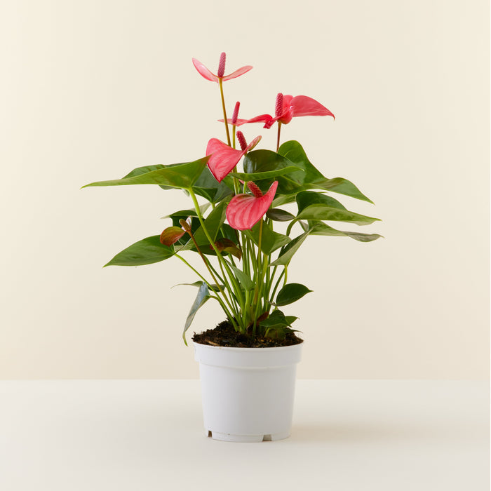 Online | | House | Delivered Plants Indoor Plants 40cm Anthurium Pink Flowy
