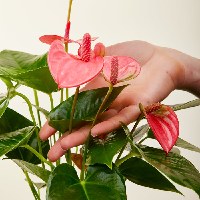 Online | Delivered Plants | 40cm Plants Flowy House Indoor Anthurium Pink |
