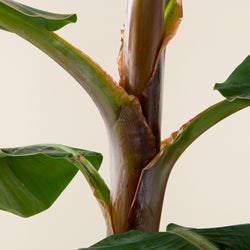 Bananenplant Musa XL
