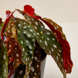 Begonia Maculata