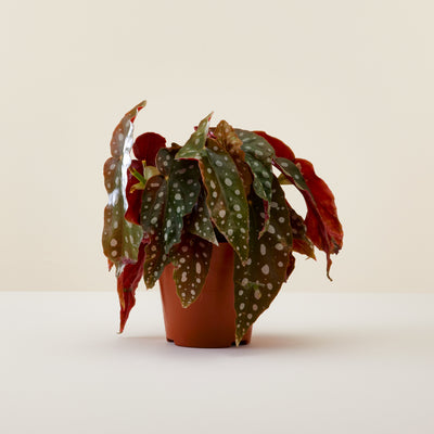 Begonia Maculata