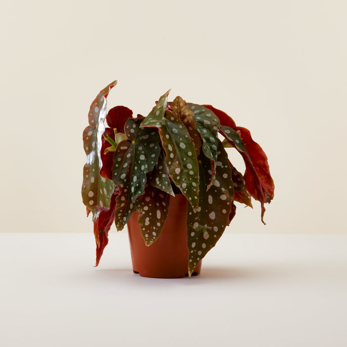 Begonia Maculata