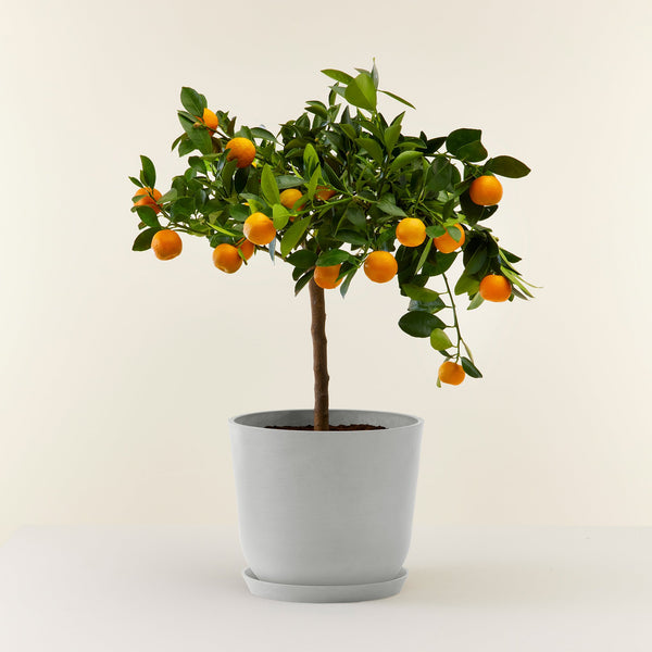 Calamondin - orange tree