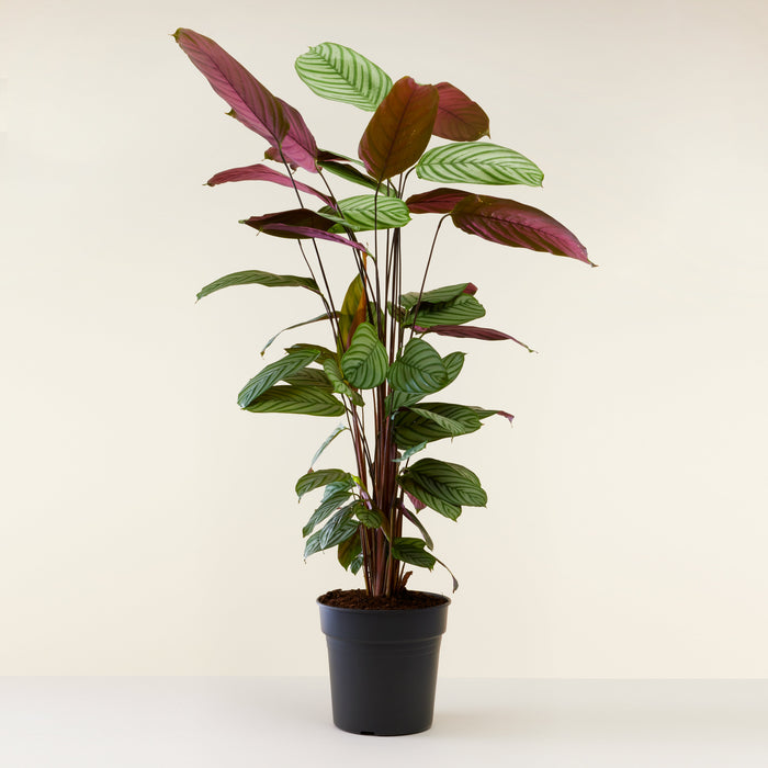 Calathea Oppenheimiana 110cm, Livraison plantes d'intérieur