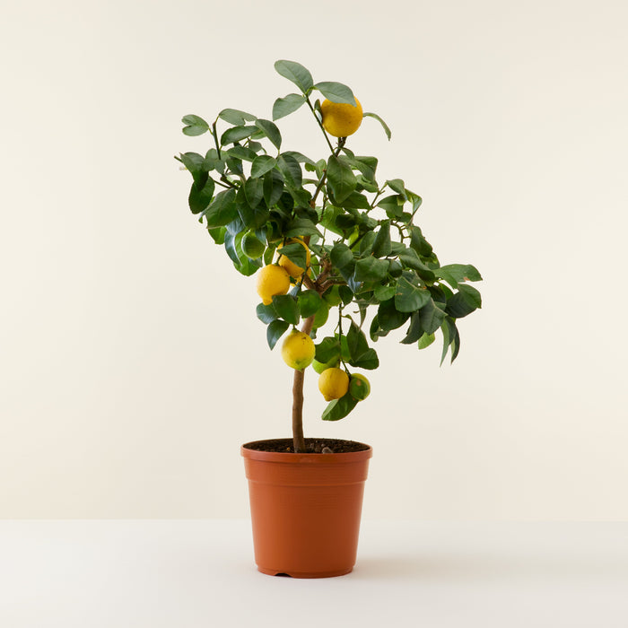 Citronnier en pot 80cm, Livraison plantes d'extérieur