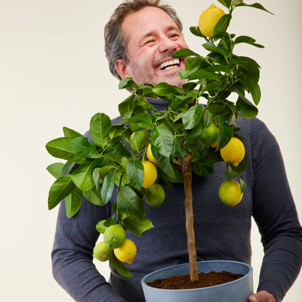 Zitronenbaum überwintern