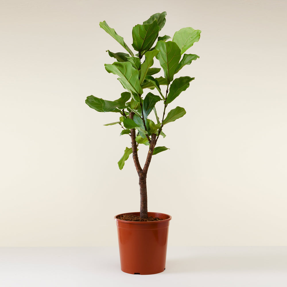 Ficus lyrata (vioolbladplant)