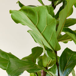 feuillage du Ficus lyrata