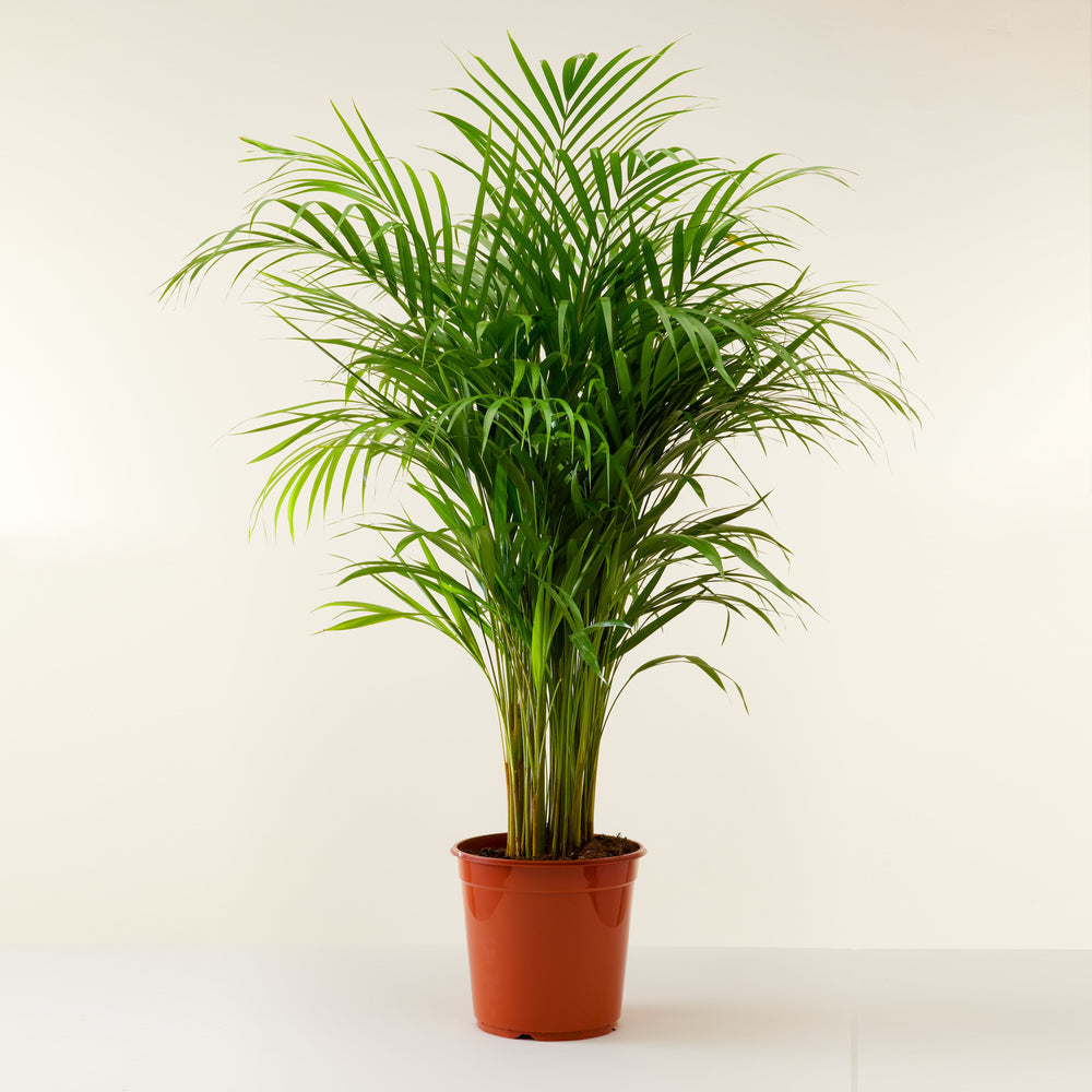 Areca Palm (Dypsis lutescens) - L