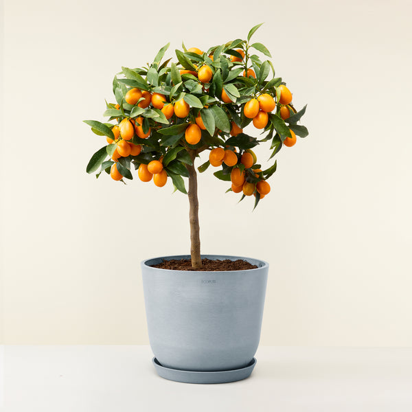 Kumquat, plante d'extérieur, fruit