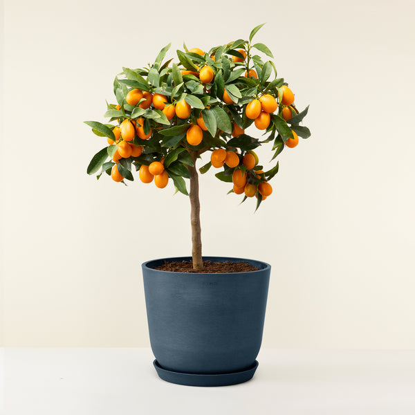 Kumquat, plante d'extérieur, fruit