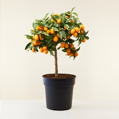 Kumquat livraison plante d'intérieur