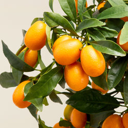Kumquat, zoom sur le fruit orange