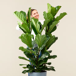Ficus Lyrata (3 branches) XL
