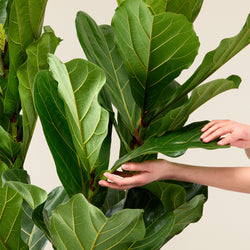 Ficus lyrata (vioolbladplant) XL