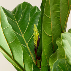 Fiddle Leaf Fig (3 branches) XL