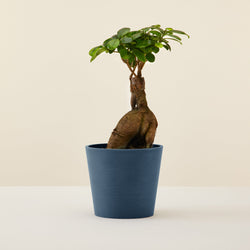 Ficus Ginseng (Small)