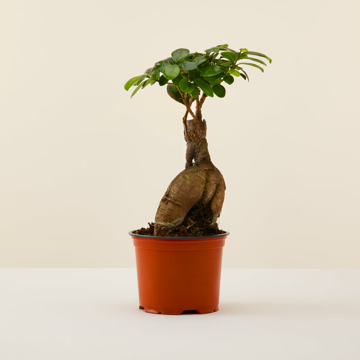 Ficus Ginseng 15cm | Delivery house plants | Flowy