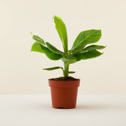Bananenplant - Musa Small