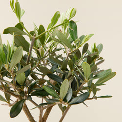 Olive tree (Olea europea) - Mini