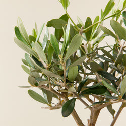 Olive tree (Olea europea) - Mini