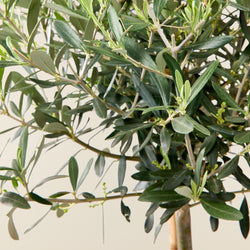 Olive tree (Olea europea) L