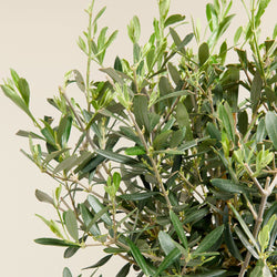 Olive tree (Olea europea) L