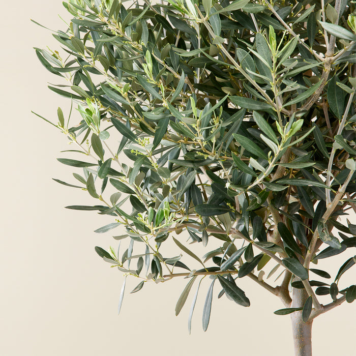 Olive tree (Olea europea) XXL
