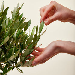 entretien d'un l olivier achte en ligne sur flowy