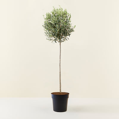 Olive tree (Olea europea) XXL