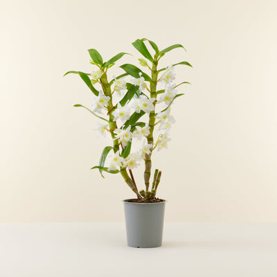 orchidee bambou blanche en pot