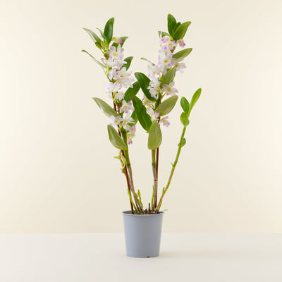 Orchidée Bambou Rose en pot