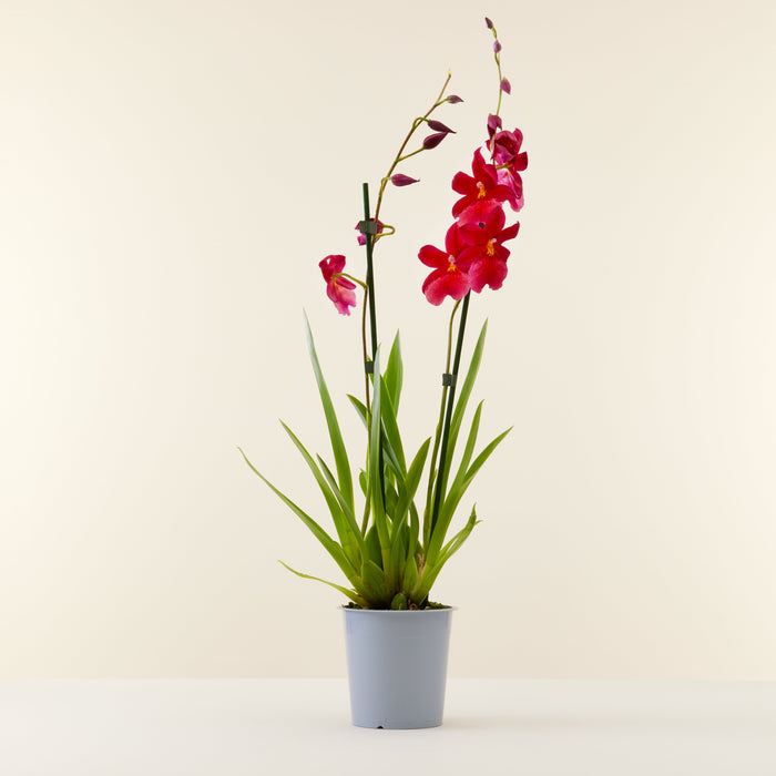 Orchidée Cambria Nelly 65cm, Livraison plantes d'intérieur