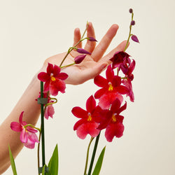 fleur d orchidee rouge