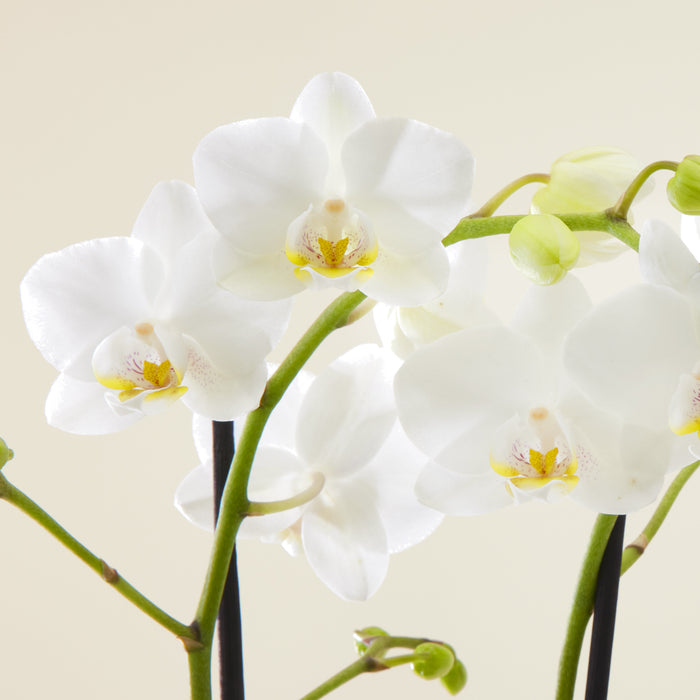 Vlinderorchidee wit