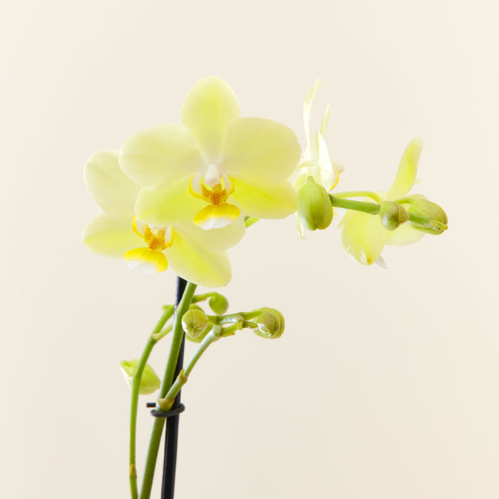 orchidee jaune