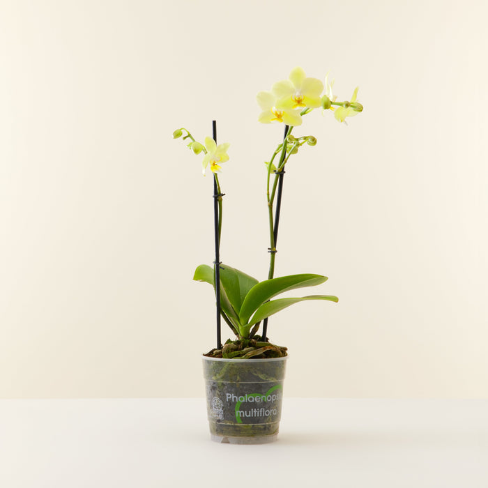 Orchidée Phalaenopsis Multiflora jaune