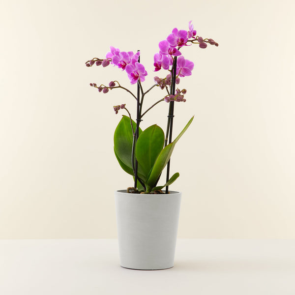 Duo Orchidée Phalaenopsis blanche et Crassula Ovata et leurs