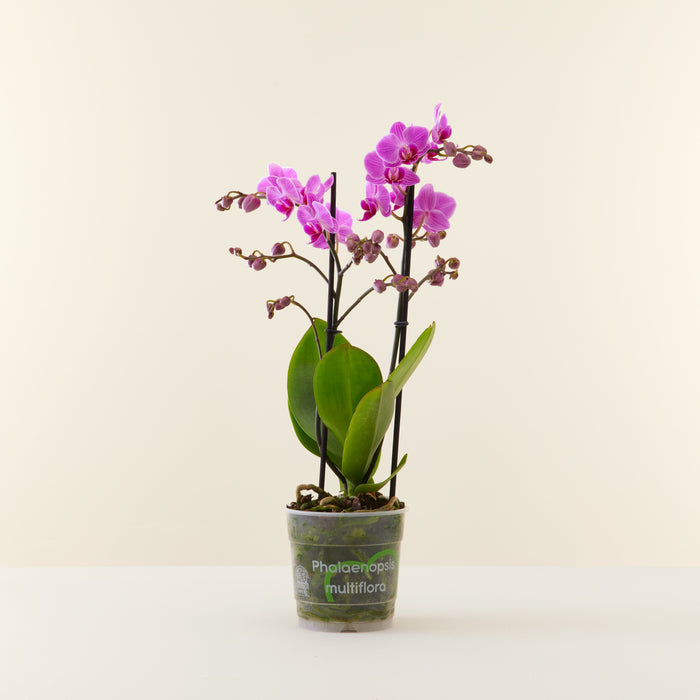 Orchidée Phalaenopsis rose en pot