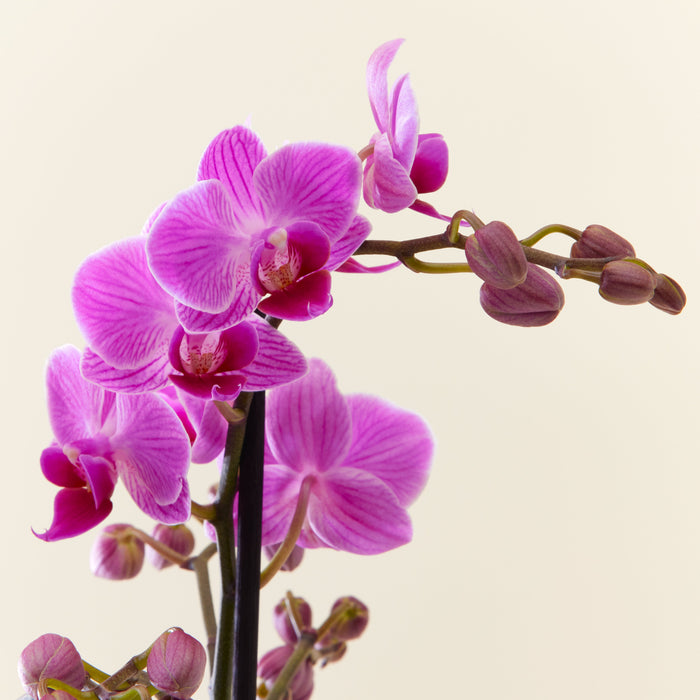 Orchidée Phalaenopsis  rose
