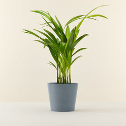 Areca palm (dypsis lutescens) - Mini