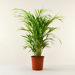 Areca palm (Dypsis lutescens)